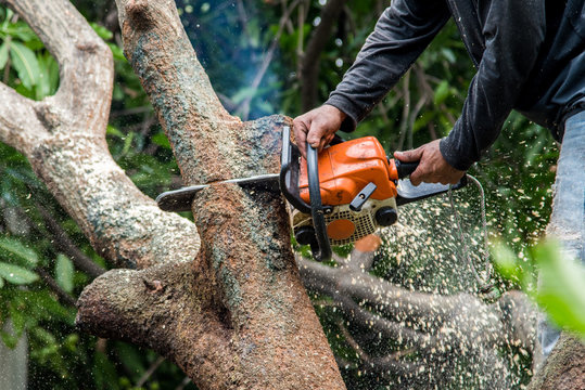 Tree Removal in Needham, MA