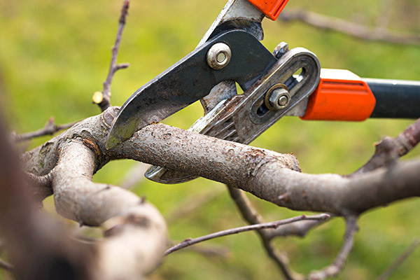 Tree Removal in Newton, MA