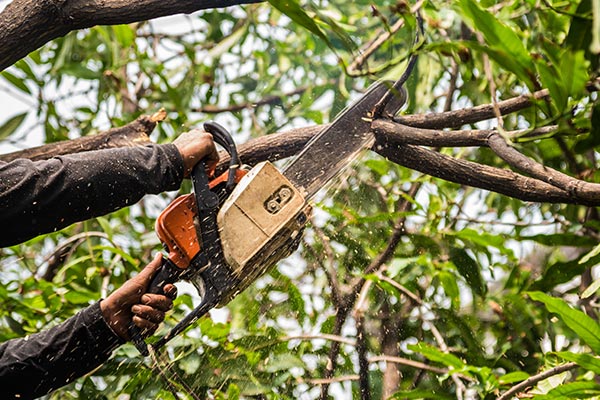 Tree Trimming Company in Newton, MA