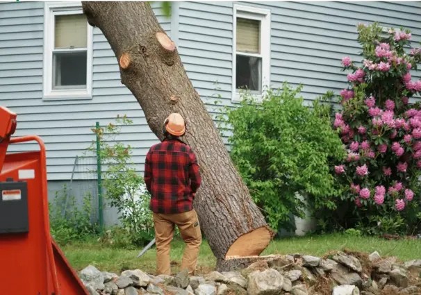 Tree Removal in Belmont, MA
