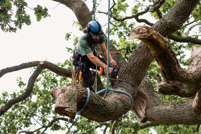 Tree Removal in Cambridge, MA