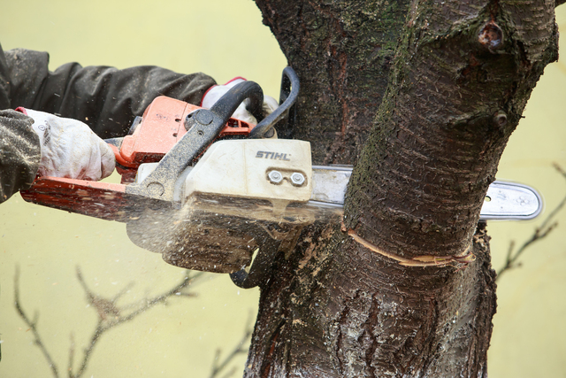 Tree Removal in Watertown, MA