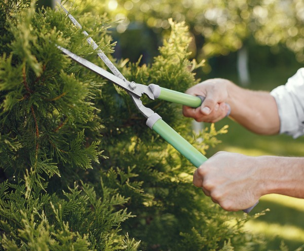 Tree Trimming Company in Waltham, MA