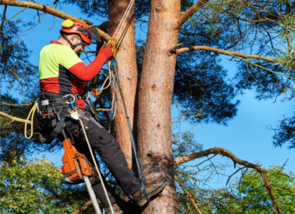 Tree Removal in Brookline, MA