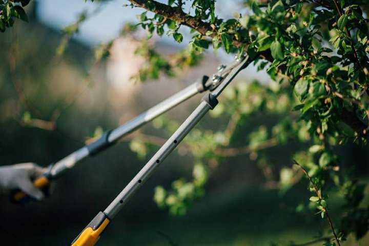 Tree Trimming Company in Brookline, MA