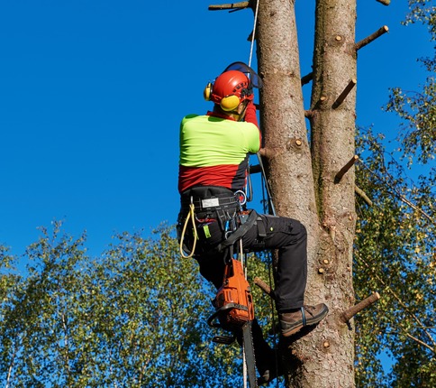 Tree Removal in Waltham, MA