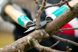 Tee Pruning Service