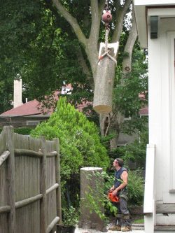 Large Tree Removal Services