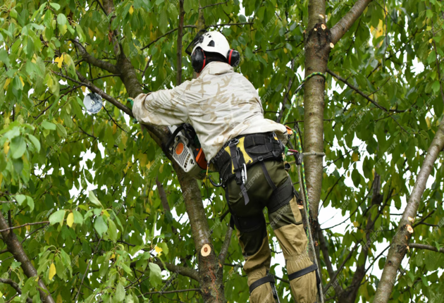 Tree Removal in Brighton, MA